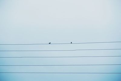 Low angle view of birds perching on cables against clear sky