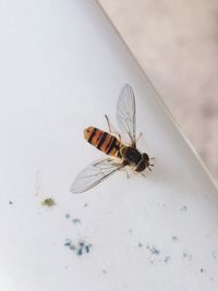 Close-up of insect on wall