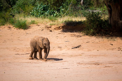 Side view of elephant walking on land