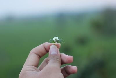 Cropped image of hand holding red flower