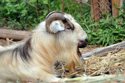 Close-up of a goat on field