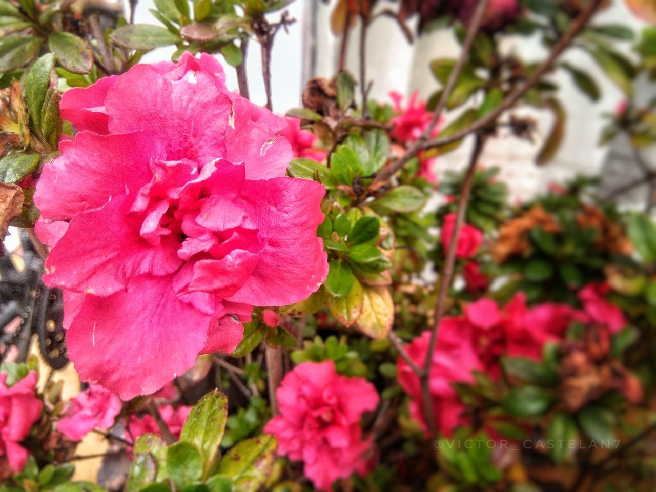 CLOSE-UP OF PINK FLOWERS