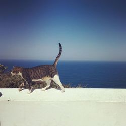 Cat walking near the sea against clear sky