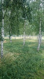 Trees on grass against sky