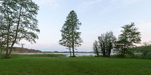 Trees on field against sky