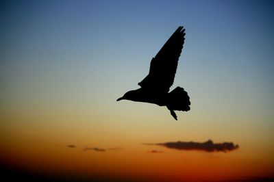 Low angle view of silhouette birds flying in sky