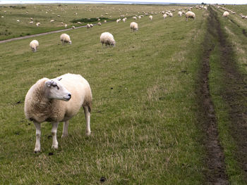 Sheep grazing on field