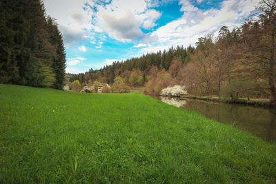 Scenic view of trees on field against sky