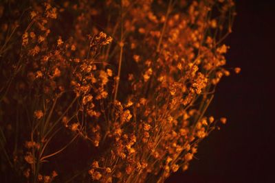 Close-up of plants at night