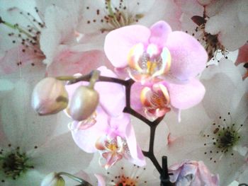 Close-up of pink orchids blooming outdoors