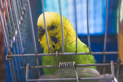 Close-up of parrot in cage