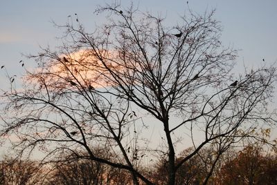 Low angle view of bare trees against sky