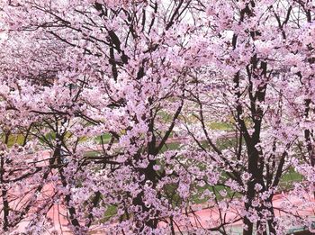 Low angle view of cherry blossom tree