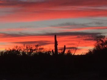 Silhouette cactus against sky during sunset