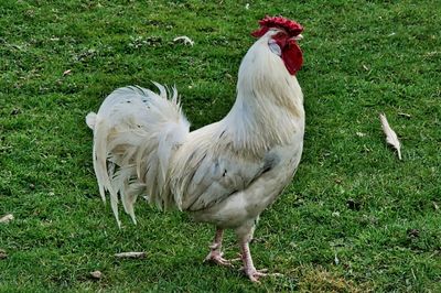 View of a bird on field