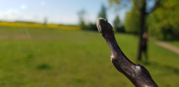 Close-up side view of a bird on land