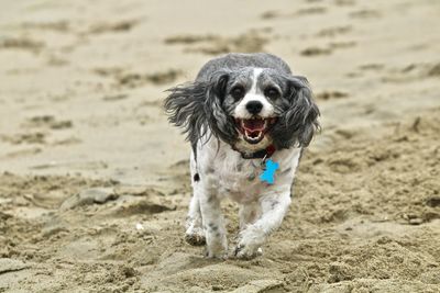 Portrait of dog running on beach