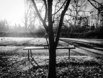 Tree by lake against sky