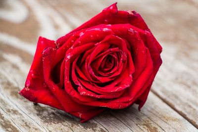 Close-up of red rose on table