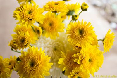 Close-up of yellow flower