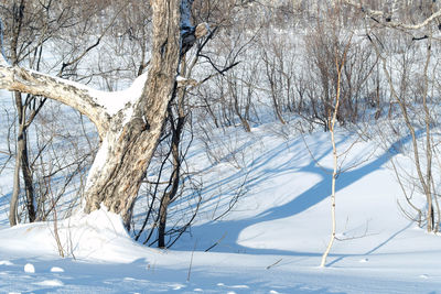 Close-up of tree against sky during winter