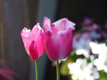 Close-up of pink rose