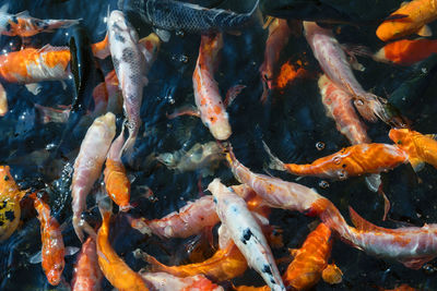 High angle view of koi carps swimming in pond