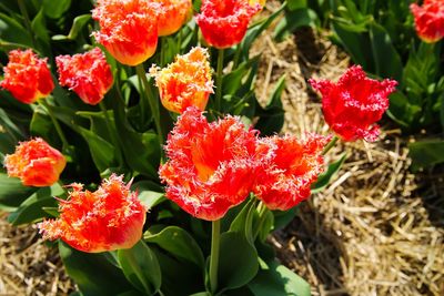 Close-up of red flowering plants