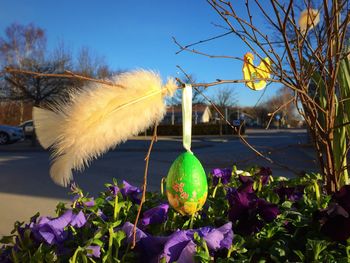 Close-up of purple flowers blooming