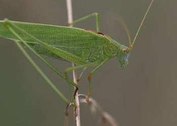 Close-up of insect on leaf