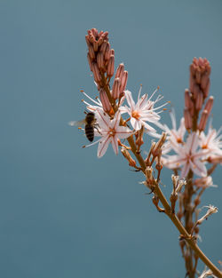 Close-up of cherry blossom against clear sky