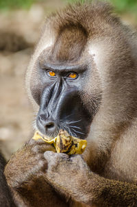 Portrait of monkey