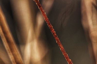 Close-up of rusty metal