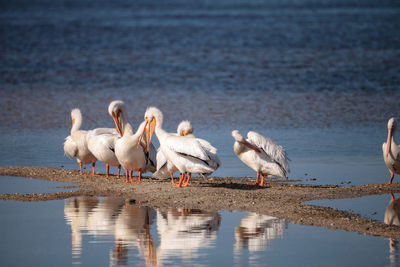 Flock of birds on lakeshore
