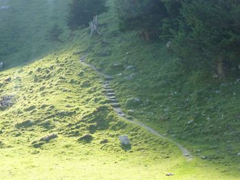 Reflection of trees in water