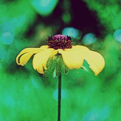 Close-up of yellow flower