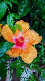 Close-up of water drops on flower