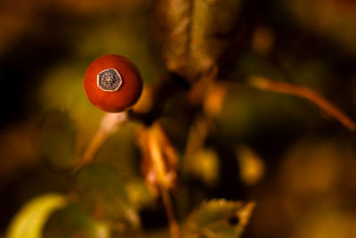 Close-up of orange berries on plant
