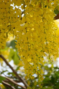 Close-up of yellow flowering plant