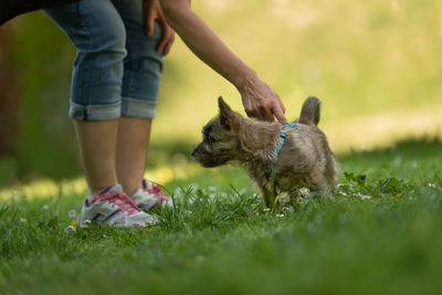 Low section of man with animal on field