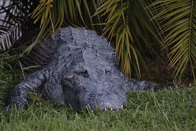 Close-up of crocodile on grass