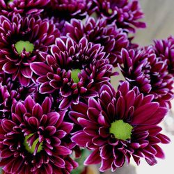 Chrysanthemum  purple flowers closeup
