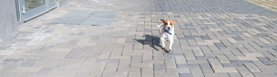 High angle portrait of dog on cobblestone street