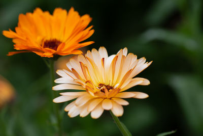 Close-up of orange flower