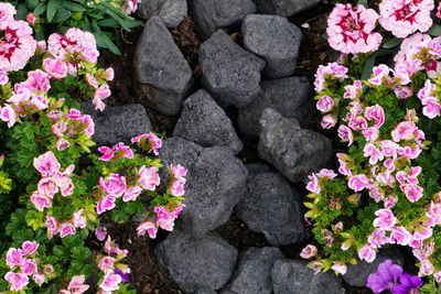 High angle view of pink flowering plants on rock