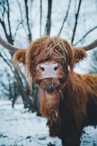 Portrait of highland cattle on snow covered tree