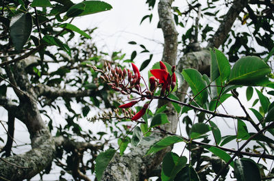 Low angle view of butterfly perching on tree