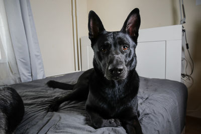 Portrait of dog relaxing on bed at home