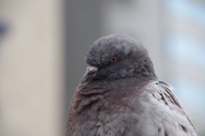 Close-up of bird perching outdoors