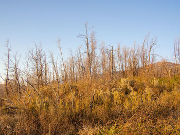 Plants on field against sky